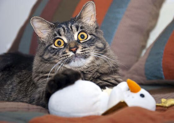 沃尔什50米蝶泳创赛会最佳成绩,沃尔50佳球视频